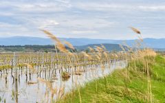 Arrogant Frog Winery Image