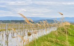 Arrogant Frog  Winery Image