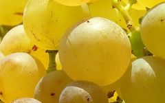 Centorri Moscato Grapes Winery Image