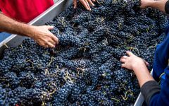 La Bernarde Harvest Winery Image