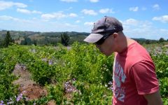 Rogue Vine Tasting Cinsault Grapes Winery Image