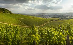 Domaine Louis Moreau Winery Image
