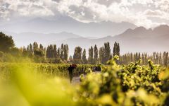 Terrazas de los Andes Harvest in the Vineyards Winery Image