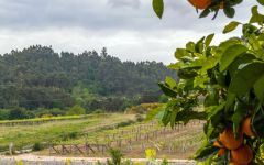 Bodegas Forjas del Salnes Winery Image