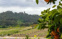 Bodegas Forjas del Salnes  Winery Image