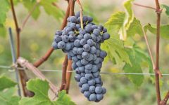 Roberto Voerzio Langhe Nebbiolo Grapes From the Vineyard Winery Image