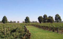 Jim Barry Winery Image