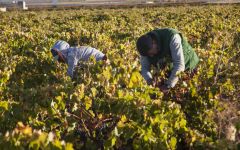 Castillo de Monseran Castillo de Monseran Harvest Winery Image