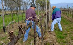 Bottega Vineyard Workers at Bottega Winery Image