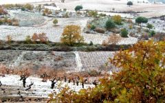 Armas de Guerra Armas de Guerra in Winter Winery Image