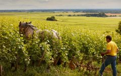 Michel Magnien Winery Image