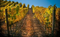 Terrunyo Los boldos vineyard Winery Image