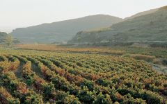 Senorio de San Vicente Winery Image