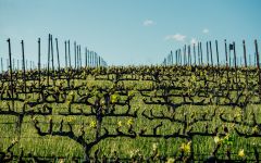 Silver Oak Alexander Valley Cordon vines at Red Tail Vineyard Winery Image