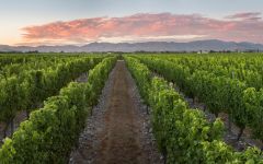 Stoneleigh Grapes at Sunset Winery Image