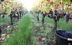 Chateau Greysac Vineyard During Harvest Winery Image