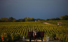 Chateau Pontet-Canet Horses in the Vineyard Winery Image