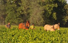 Chateau d'Aiguilhe Winegrowing Methods Winery Image