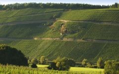 Fritz Haag Incredibly Steep Hillside of Brauneberg Winery Image