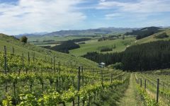 Black Estate Winery Image