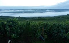 Besserat de Bellefon Winery Image