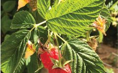 Solomon Hills Estate Raspberry Bushes at the Solomon Hills Winery Image