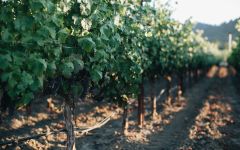 ONEHOPE Vineyards Nestled in Napa Valley Winery Image