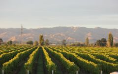 Wairau River  Looking south from the winery Winery Image