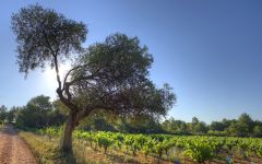 Cave de Pomerols HB  Winery Image