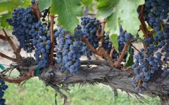 Andrew Will Winery Grapes from the Champoux Vineyard Winery Image