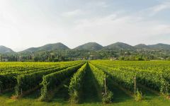 Ca' Furlan Winery Image