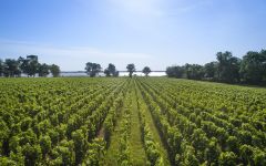 Chateau Lynch-Bages The Gironde River from Lynch-Bages Winery Image