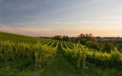 Bricco dei Guazzi An Old Vineyard of Albarossa Winery Image