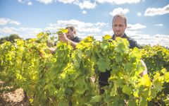 Chateau Gaudrelle Braiding of the Chenin Blanc Vines Winery Image