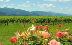 Twin Islands Winery Image