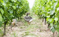 Domaine Marcel Couturier Natural Fertilizer in the Mâconnais Winery Image