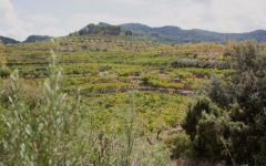 Portal del Montsant Vineyards in Montsant Winery Image