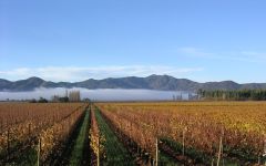 Los Vascos Winery Image