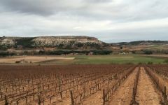 Bodegas Tionio Bodegas Tionio Vineyard Preperation Winery Image