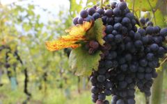 Tenuta Scersce Chiavennasca Grapes Winery Image