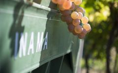 Inama Garganega Grapes Winery Image