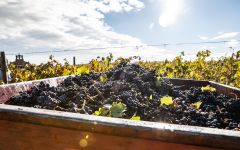 Carlos Serres Harvest at Carlos Serres Winery Image