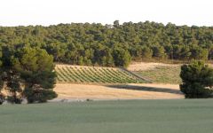 Bodegas Castano Yecla Winery Image