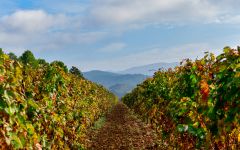 Domaines Paul Mas Paul Mas Reserve Vines Winery Image