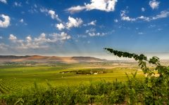 Canvasback Red Mountain, Washington State Winery Image