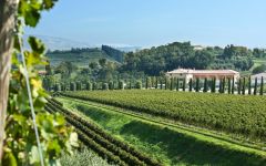 Lamberti Winery Image