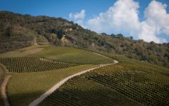 Feudi di San Gregorio Lucious hills dedicated to Greco di Tufo Winery Image