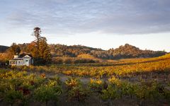 Image of winery