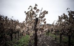 Image of winery