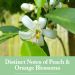 Ruffino Moscato d'Asti 2019 Distinct Notes of Peach & Orange Blossom Gift Product Image